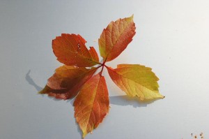Blatt_mini