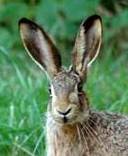 Hase
